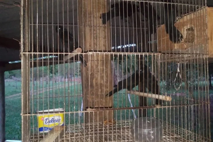 Polícia Ambiental resgata 13 aves que eram mantidas em cativeiro e multa homem em R$ 6,5 mil