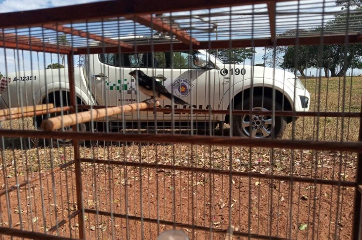 Polícia Ambiental resgata ave mantida irregularmente em cativeiro em Piquerobi