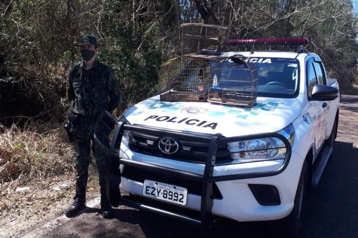 Polícia Ambiental resgata aves que eram mantidas irregularmente em cativeiro e as liberta na natureza