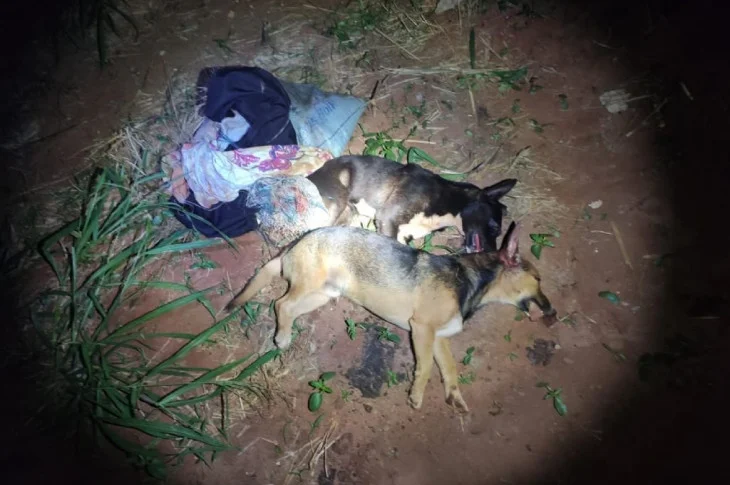 Polícia autua auxiliar de serviços gerais em R$ 6 mil por matar dois cães a pauladas