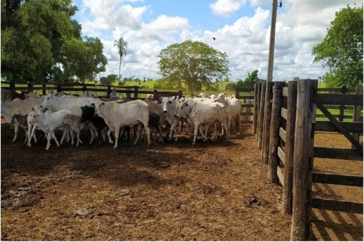 Polícia Civil recupera 77 cabeças de gado desviadas de pecuarista vítima de golpe em Presidente Venceslau
