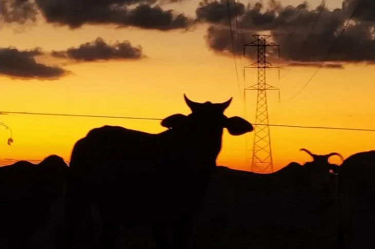 Prazo para declarar imposto sobre propriedade rural começa em agosto