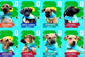 Prefeitura de Presidente Epitácio lança “cãovocação” para incentivar adoção de pets