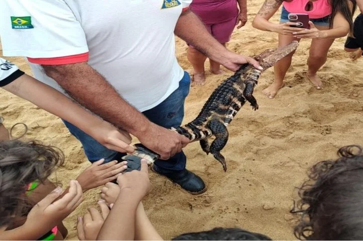 Presidente Epitácio; Jacaré é encontrado por banhistas em praia às margens do Rio Paraná