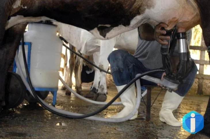Produção de leite bate recorde mesmo com redução de vacas ordenhadas
