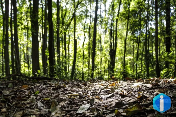 Produção florestal no país alcança recorde de R$ 47,9 bilhões em 2025