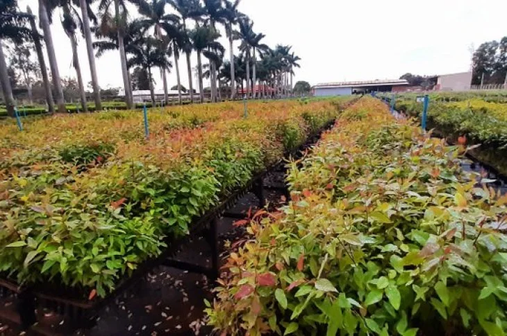 Programa incentiva plantio de eucalipto por pequenos e médios produtores