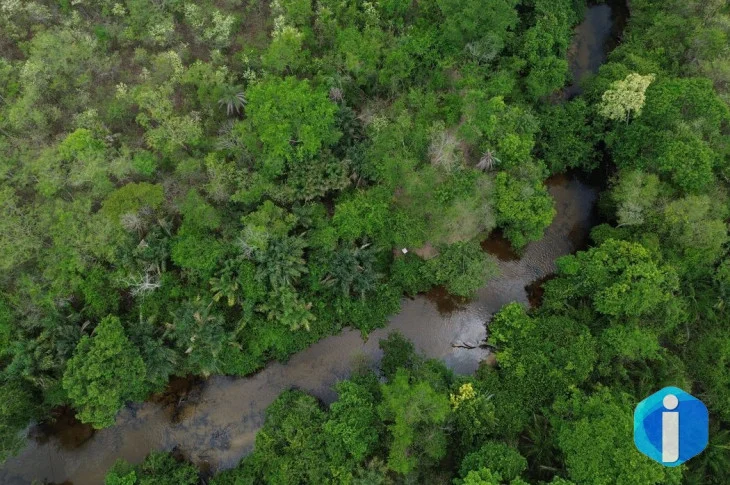 Projeto busca restaurar 600 mil hectares de vegetação nativa no Brasil