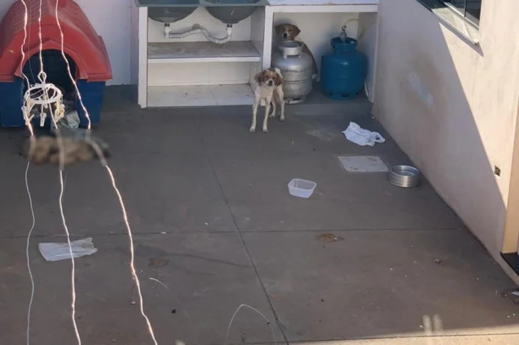 Rapaz é multado em R$ 12 mil por maus-tratos a animais domésticos e morte de cão, em Presidente Venceslau