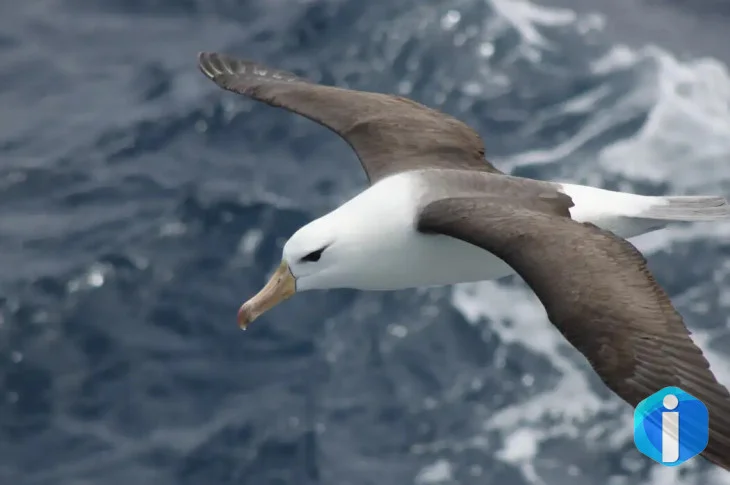 Reduzir morte de albatrozes implica mudanças na pesca em alto-mar