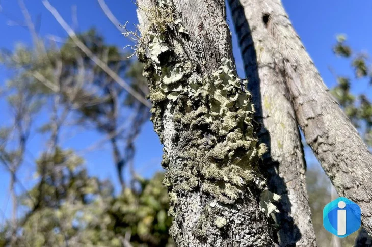 Reserva Ecológica do IBGE no DF passa a ter gestão apoiada pelo ICMBio