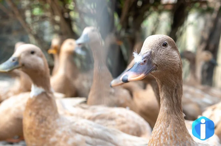 Sanciona lei que proíbe produção e comercialização de fois gras