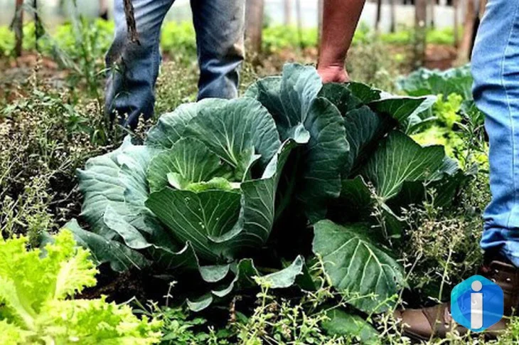 Segurança alimentar exige esforço coletivo e articulação