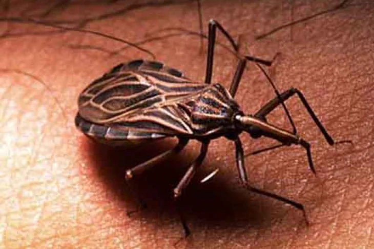 Setor de Endemias de Presidente Venceslau divulga informações sobre a Doença de Chagas