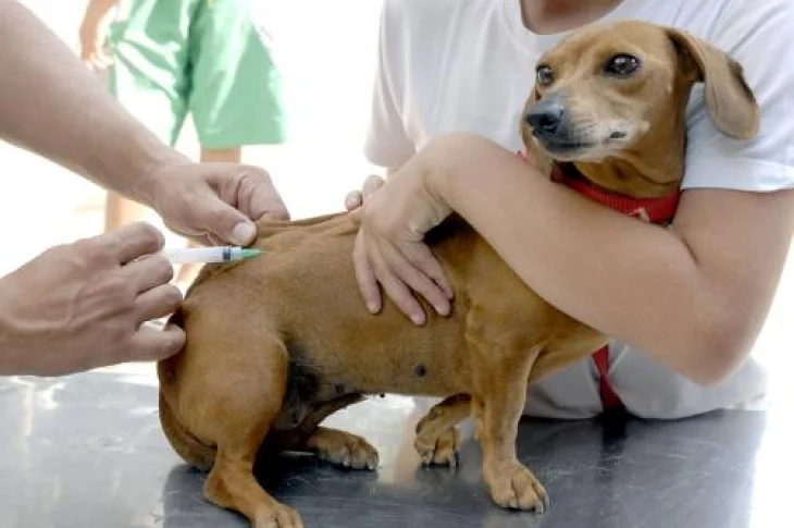 Setor de endemias vacinará animais contra a raiva em Presidente Venceslau