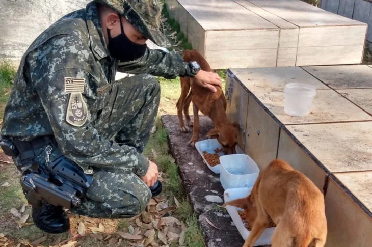 Sitiante leva multa de R$ 6 mil por abandonar cachorras sem água e alimento em cemitério