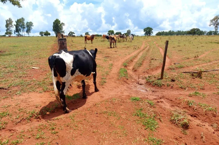 Sitiante recebe multa de mais de R$ 136 mil por pastoreio de gado em área de reserva