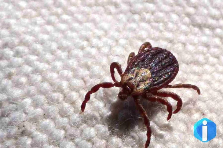 SP registra 18 mortes por febre maculosa em 19 casos confirmados