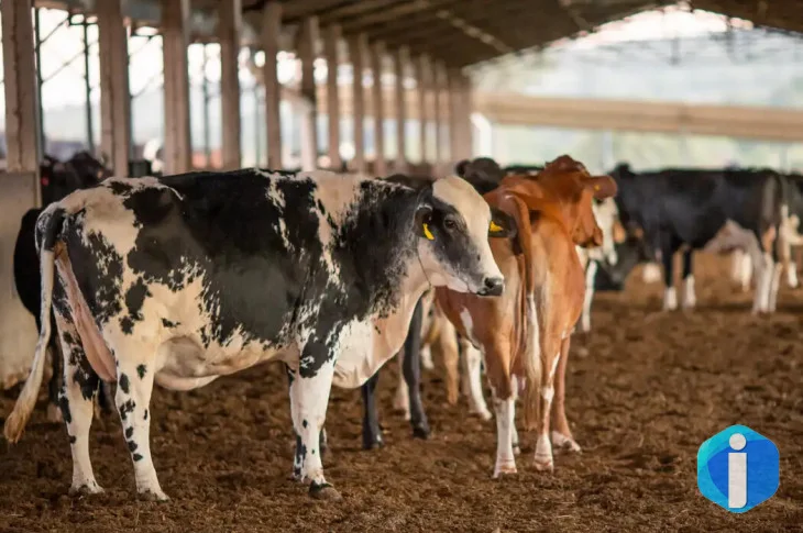 UE suspende carnes do Brasil; entenda impacto e próximos passos