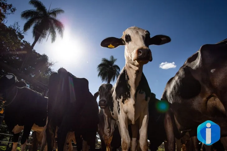 União Europeia oficializa veto à carne brasileira a partir de setembro