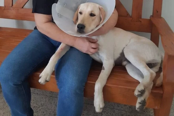 Unoeste anuncia expulsão de alunos envolvidos em castração de cães