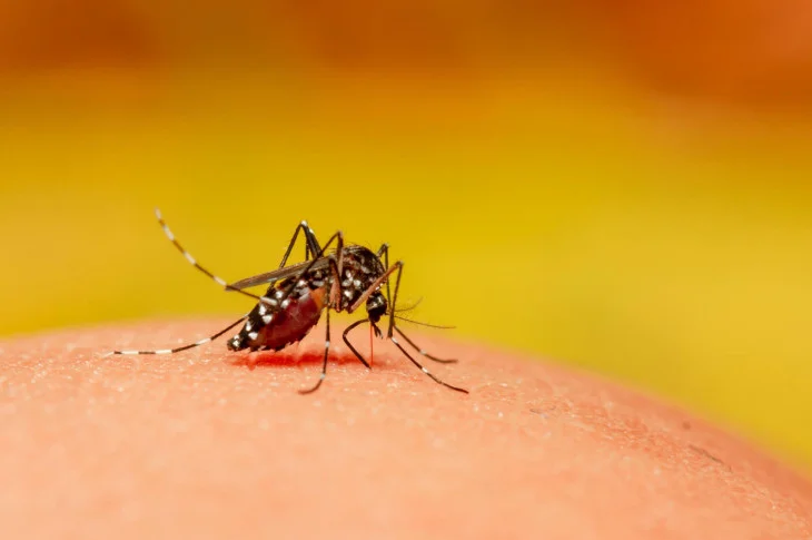Vigilância Epidemiológica divulga boletim de maio com dados sobre a dengue